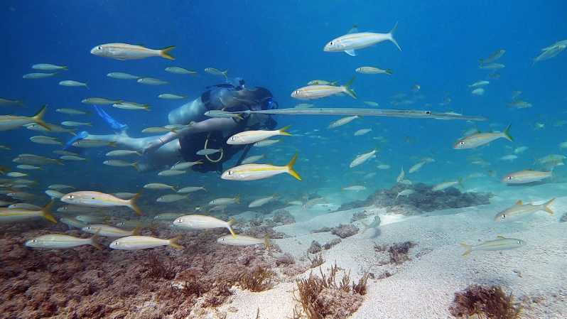 San Juan: Tour subacqueo per principianti con tartarughe e video