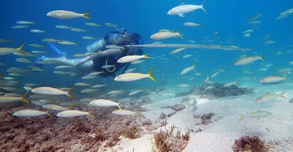 San Juan: Beginner Scuba Diving Tour with Turtles and Videos