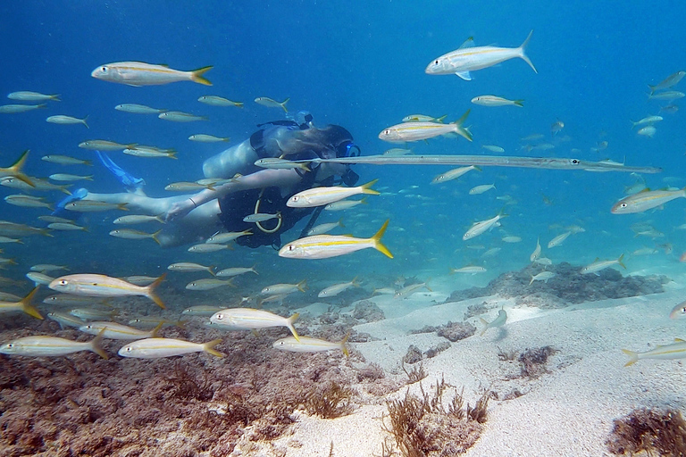 San Juan: Tour subacqueo per principianti con tartarughe e video