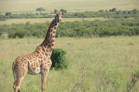 Day Trip to Maasai Mara with Lunch from Nairobi Maasai Mara Game Reserve and Maasai Village From Nairobi