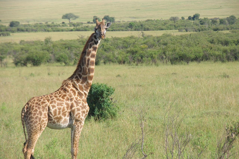 Day Trip to Maasai Mara with Lunch from Nairobi Maasai Mara Game Reserve and Maasai Village From Nairobi