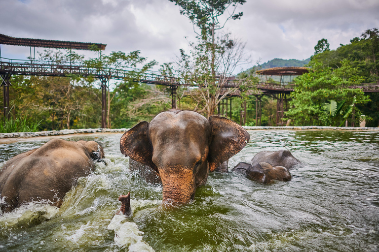 Koh Samui: Elephant Kingdom Sanctuary Half-Day Tour