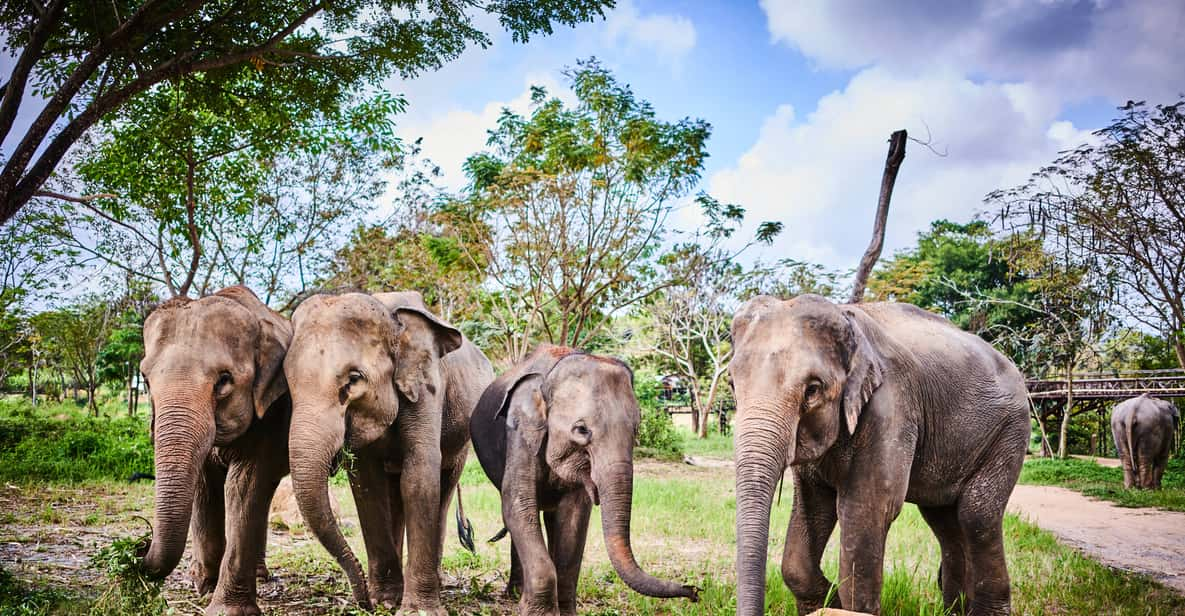 Koh Samui: Elephant Kingdom Sanctuary Half-Day Tour | GetYourGuide