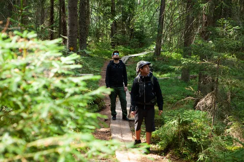 Depuis Helsinki : Randonnée magique dans la taïga du parc national de Liesjärvi
