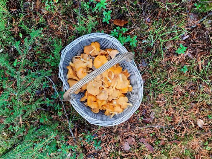 Desde Helsinki Mágica excursión por la Taiga en el Parque Nacional de