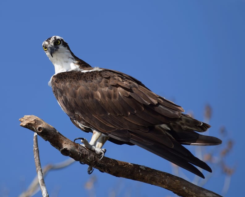 Everglades Day Safari from Fort Lauderdale | GetYourGuide