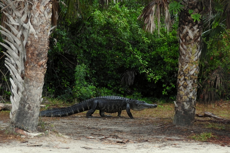 Depuis Fort Lauderdale : excursion dans les Everglades