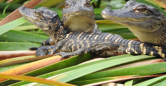 Everglades Tagessafari ab Fort Lauderdale