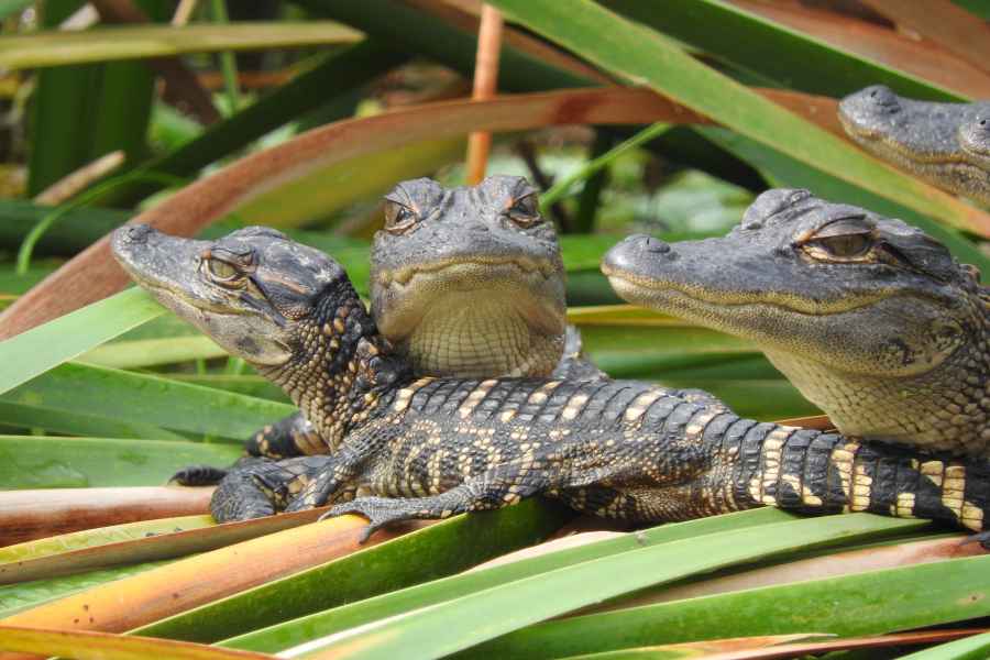Ab Fort Lauderdale: Safari-Tagestour in die Everglades. Foto: GetYourGuide