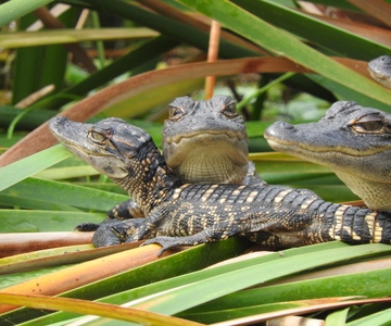 Everglades Day Safari from Fort Lauderdale
