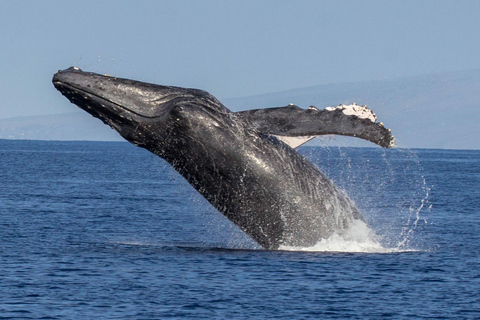 Kaanapali: Whale Watching Cruise with Open Bar