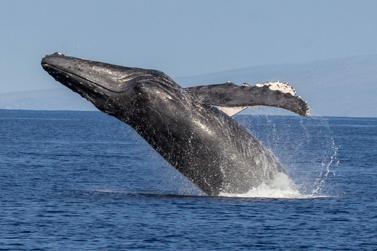 Kaanapali: Whale Watching Cruise with Open Bar