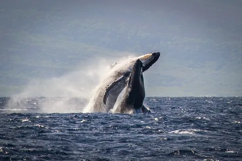 Kaanapali: Whale Watching Cruise with Open Bar