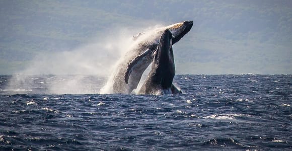 Kaanapali: Whale Watching Cruise with Open Bar
