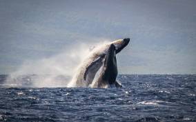 Kaanapali: Whale Watching Cruise with Open Bar