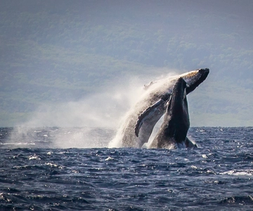 Kaanapali: Whale Watching Cruise with Open Bar