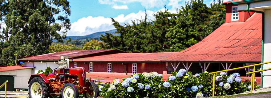 Alajuela : Visite guidée d'une plantation de café avec dégustation