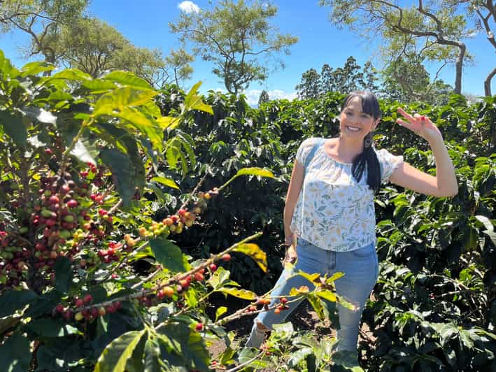 From San Jose Coffee Plantation Day Trip with Coffee Sample GetYourGuide