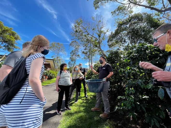 From San Jose Coffee Plantation Day Trip with Coffee Sample GetYourGuide