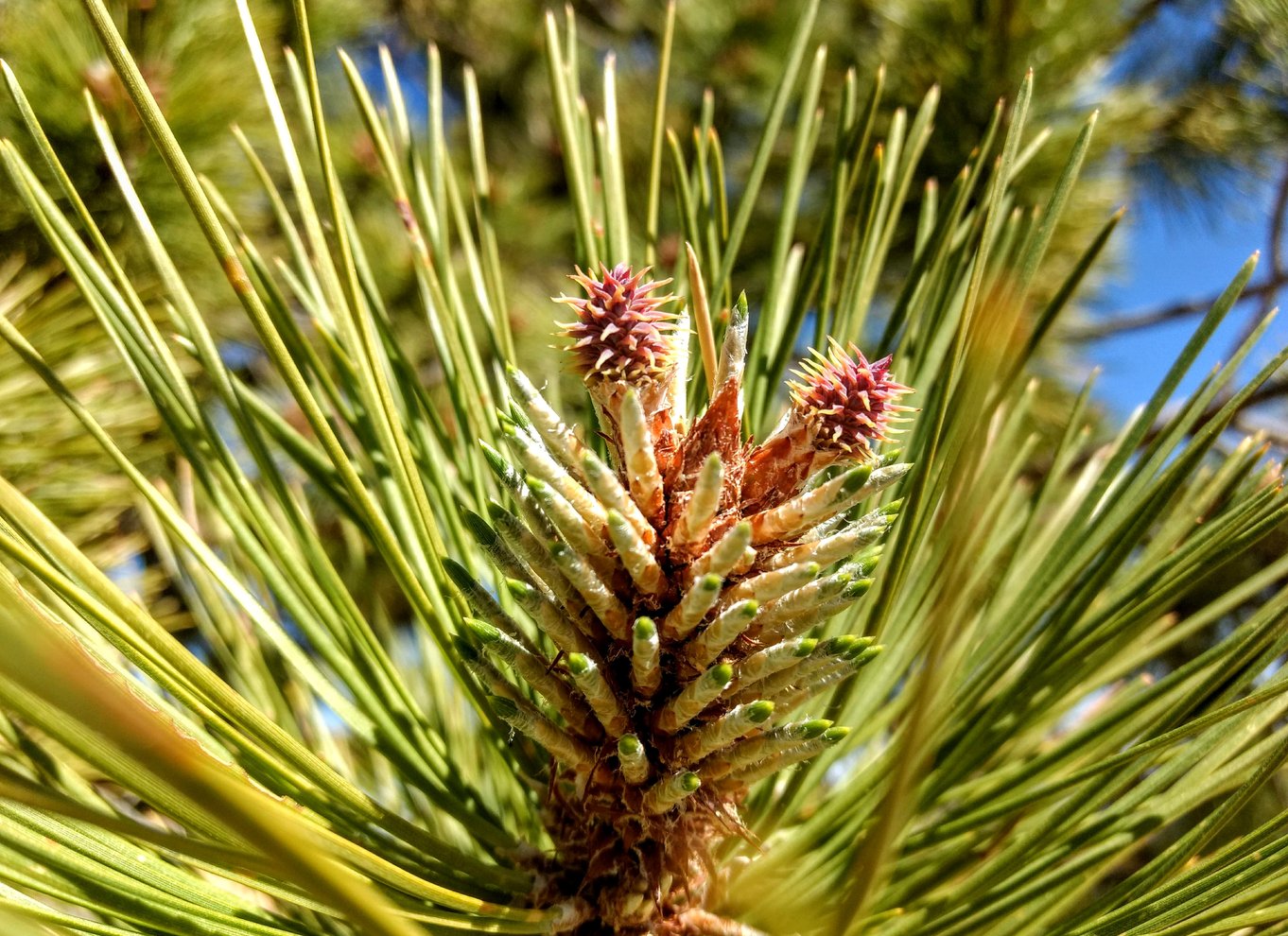 Bryce Canyon National Park: Guidet E-Bike Tour