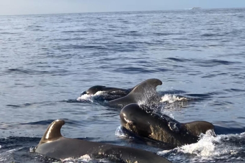 Costa Adeje: Rejs wielorybów i delfinów z jedzeniem i odbiorem5-godzinny rejs