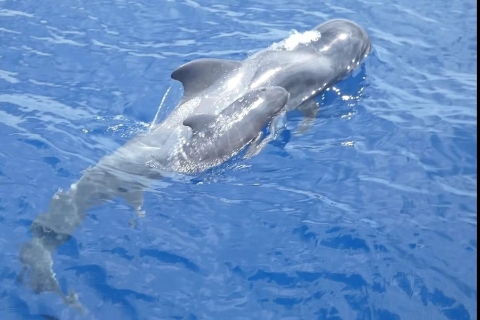Costa Adeje: Whale and Dolphin Cruise with Food and Pickup 3-Hour Cruise