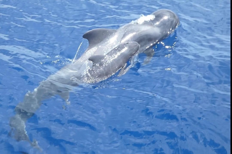 Costa Adeje: walvis- en dolfijncruise met eten en ophalenRondvaart van 5 uur