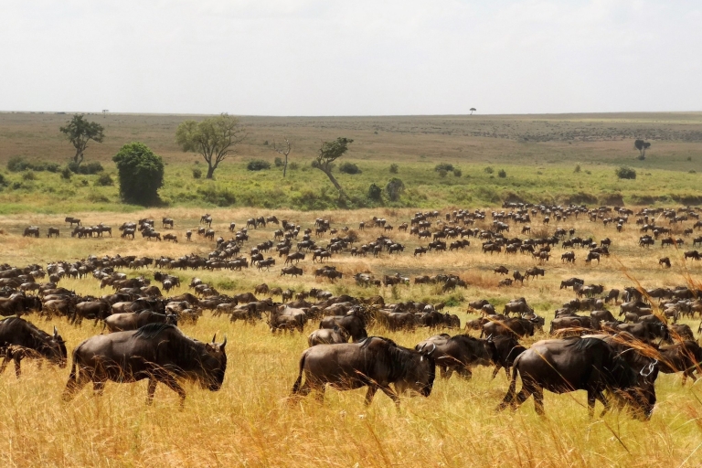 Au départ d'Arusha : Safari privé au Tarangire et au Serengeti