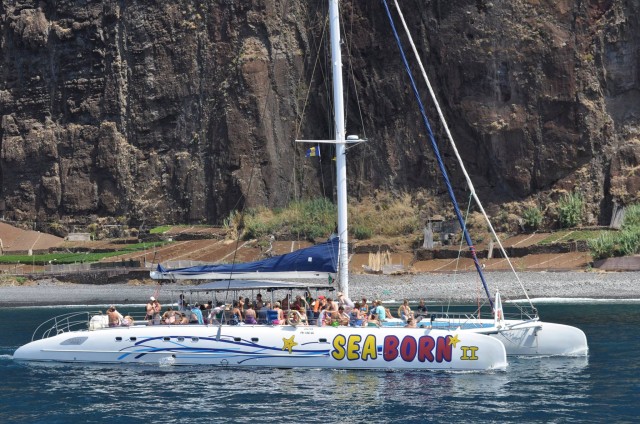 Visit Funchal Dolphin and Whale Watching Catamaran Cruise in Funchal, Madeira