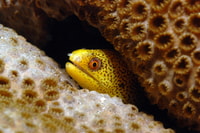 Santa Maria, Scuba Diving Package with 6 Dives - Housity
