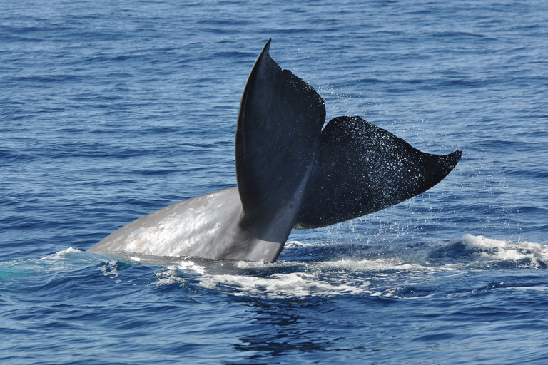 Funchal : observation de dauphins et baleines en catamaran