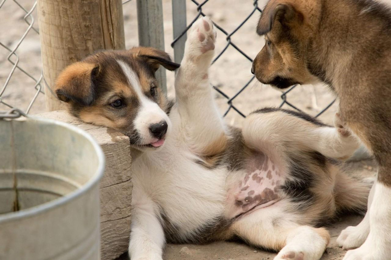 Skagway: tour combinato Yukon, White Pass e Husky Sled Camp