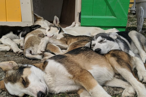 Skagway: tour combinato Yukon, White Pass e Husky Sled Camp