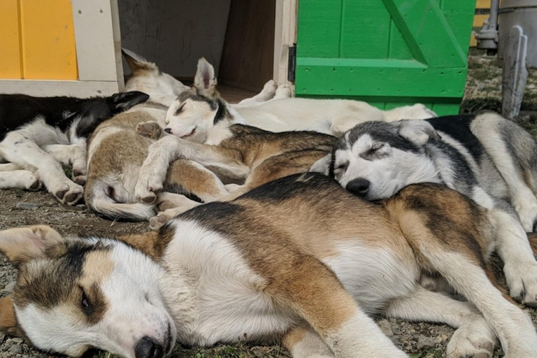 Skagway: tour combinato Yukon, White Pass e Husky Sled Camp