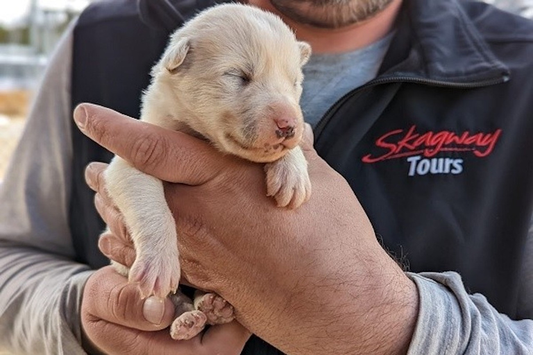 Da Skagway: Combinazione Yukon Sled Dog Mushing e White PassDa Skagway: Yukon Sled Dogs e White Pass Summit Tour