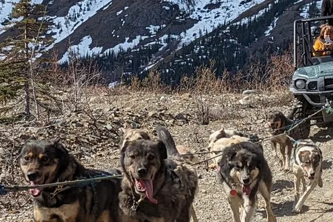 From Skagway: Yukon Sled Dog Mushing & White Pass Combo