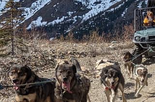 Von Skagway aus: Yukon Sled Dog Mushing & White Pass Combo