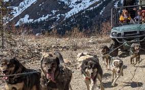 From Skagway: Yukon Sled Dog Mushing & White Pass Combo