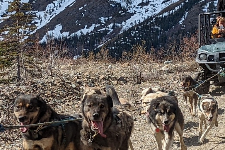 Da Skagway: Combinazione Yukon Sled Dog Mushing e White PassDa Skagway: Yukon Sled Dogs e White Pass Summit Tour