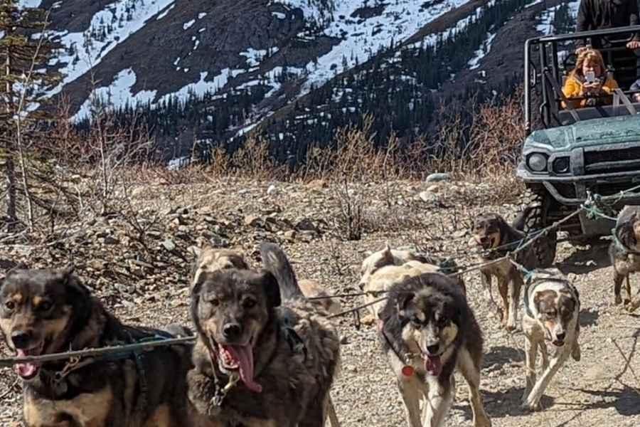 Von Skagway aus: Yukon Sled Dog Mushing & White Pass Combo. Foto: GetYourGuide