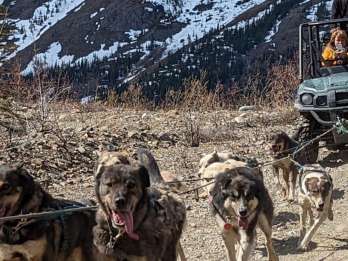 Von Skagway aus: Yukon Sled Dog Mushing & White Pass Combo