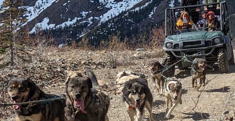 From Skagway Yukon Sled Dogs & White Pass Summit Tour GetYourGuide