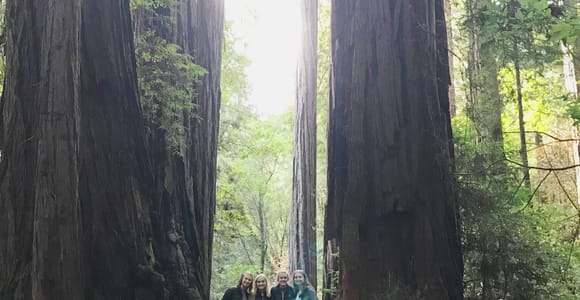 Muir Woods, Golden Gate Bridge & Sausalito: private Tour, 3+ Std.
