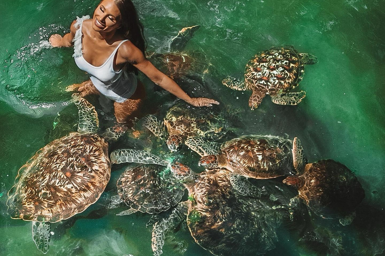 Sansibar: Insel Mnemba, Turles schwimmen mit Kendwa Strand