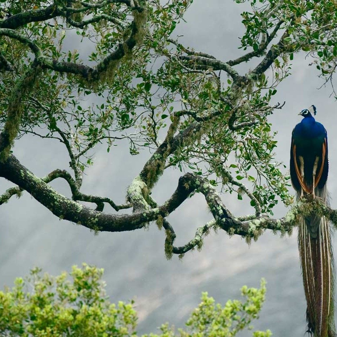 Colagem de mídia