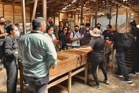 Alajuela: Tour guiado por la plantación de café con degustaciónAlajuela: Visita guiada a una plantación de café con degustación