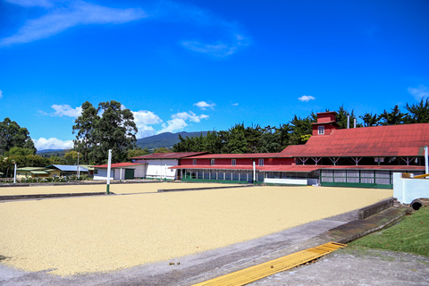 Alajuela: Tour guidato delle piantagioni di caffè con degustazioneAlajuela: visita guidata alla piantagione di caffè con degustazione