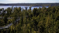Hokitika, West Coast Tree Top Tower Zip Line and Walk - Housity