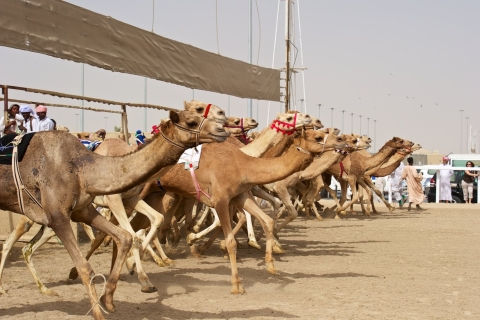 Von Doha aus: Private Tour zur Westküste und zur Kamelrennbahn
