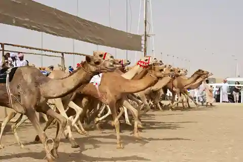 Von Doha aus: Private Tour zur Westküste und zur Kamelrennbahn
